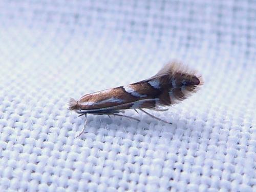 Réf. 301 071 : Phyllonorycter sp.